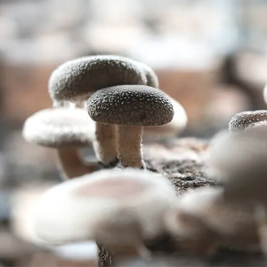 純国産菌床しいたけ 無農薬栽培 アグリバンク 栃木県産  約500g 送料無料