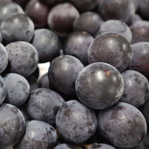 【100箱限定のEOS特別価格！】【8/29まで】野の香　巨峰(種あり)  2kg（4～5房）冷蔵