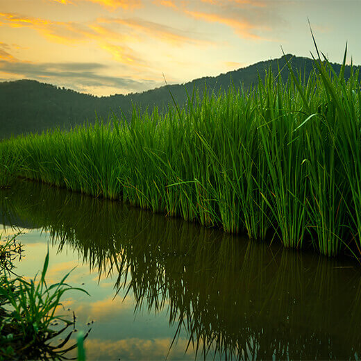 特別栽培米 ピロール農法 コシヒカリ 白米 5kg 福井県産 もうえもん農場　2025年産米
