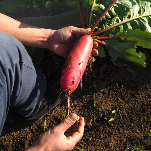 大舘農園　野菜セット