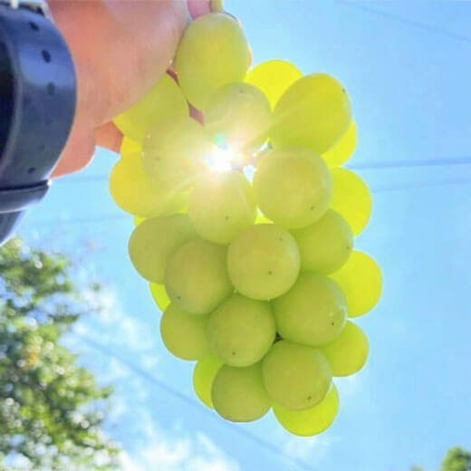 【数量限定のEOS特別価格！】【8/29まで】野の香　シャインマスカット  1kg（2房） 冷蔵