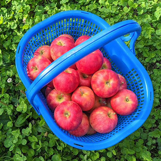 青森県産サンふじ　家庭用　5kg（ 約14～20玉）ふみ丸ファーム【送料込】