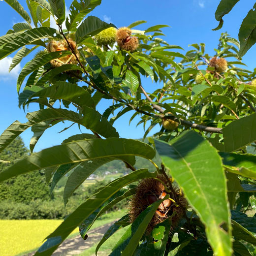 【9/30まで】岐阜県恵那市中野方町の自然栽培和栗 サイズミックス 1kg