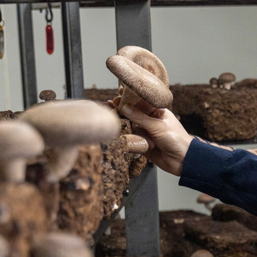 純国産菌床しいたけ 無農薬栽培 アグリバンク 栃木県産  約500g 送料無料