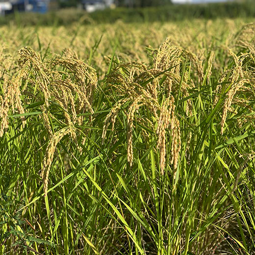 自然栽培玄米 希少品種　高波動米くまみのり 5kg　［2025年産米］