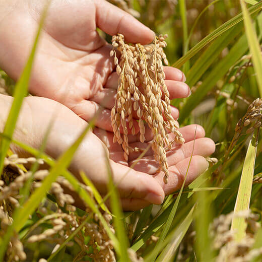 特別栽培米 ピロール農法 コシヒカリ 白米 5kg 福井県産 もうえもん農場　2025年産米
