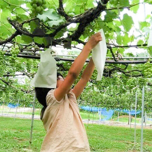 【数量限定のEOS特別価格！】【8/29まで】野の香　シャインマスカット  1kg（2房） 冷蔵