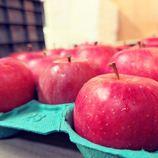 青森県産サンふじ　家庭用　5kg（ 約14～20玉）ふみ丸ファーム【送料込】