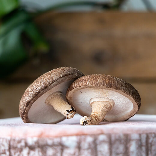 純国産菌床しいたけ 無農薬栽培 アグリバンク 栃木県産  約500g 送料無料