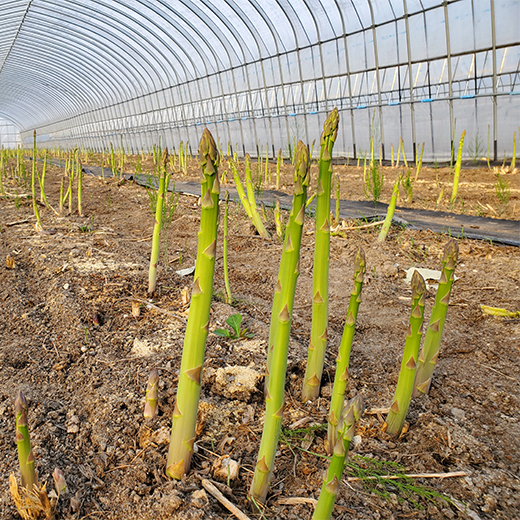 【期間限定5月25日(月)17時まで】北海道の大地が育てた極太アスパラ500g　千葉農園【送料込】