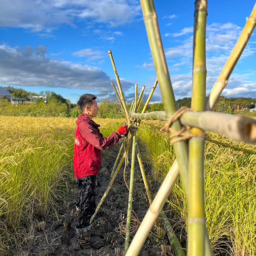 自然栽培玄米 希少品種　高波動米くまみのり 5kg　［2025年産米］