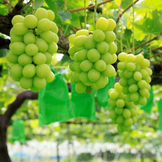 【数量限定のEOS特別価格！】【8/29まで】野の香　シャインマスカット  1kg（2房） 冷蔵