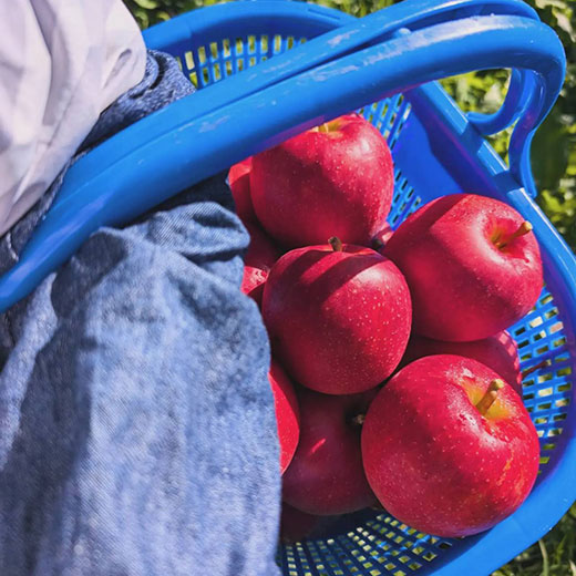 青森県産サンふじ　家庭用　5kg（ 約14～20玉）ふみ丸ファーム【送料込】