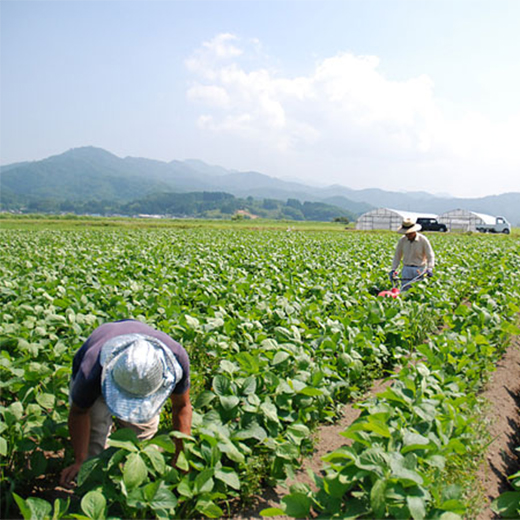 與惣兵衛(よそべい) だだちゃ豆 神の枝豆 冷凍 800g※