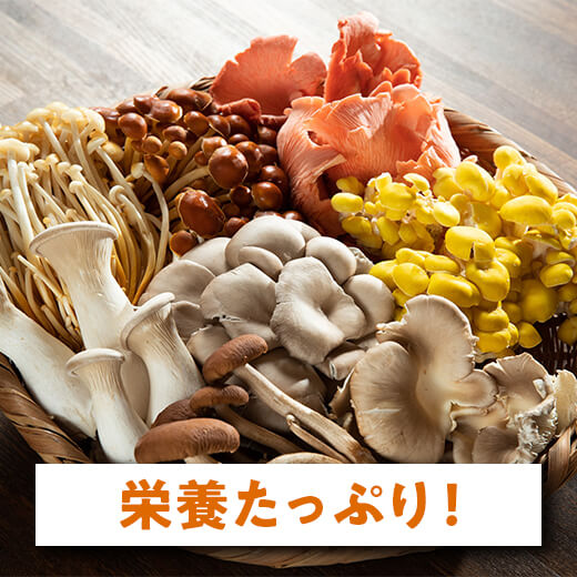 カネマツ　きのこ