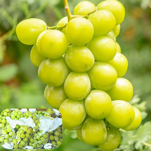 【数量限定のEOS特別価格！】【8/29まで】野の香　シャインマスカット  1kg（2房） 冷蔵