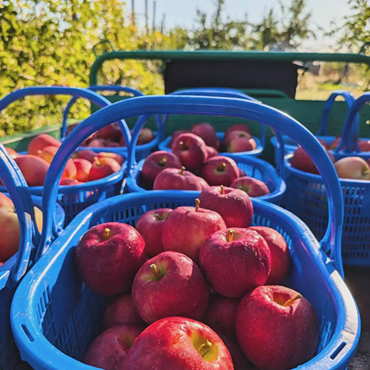 青森県産サンふじ　家庭用　5kg（ 約14～20玉）ふみ丸ファーム【送料込】