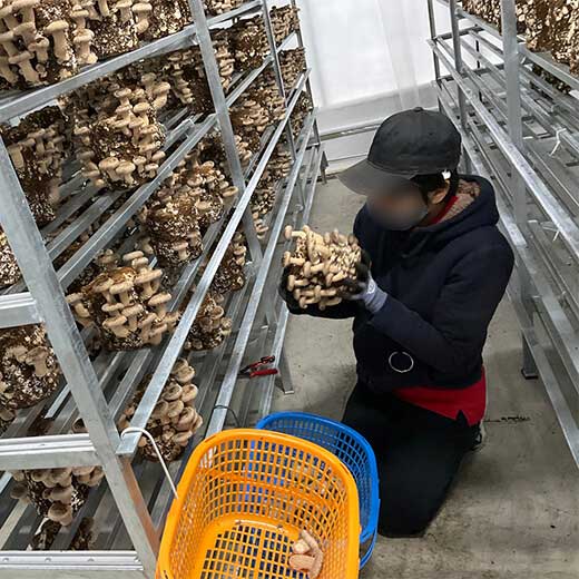 数量限定 乾燥きのこセット 国産 無添加 乾燥しいたけスライス30g×3袋 しいたけの軸30g 乾燥きくらげ30g×3 アイデン 館山市 【送料込】