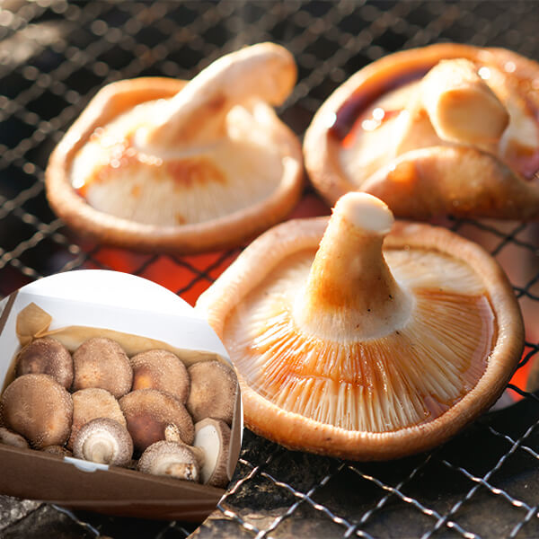 純国産菌床しいたけ 無農薬栽培 アグリバンク 栃木県産