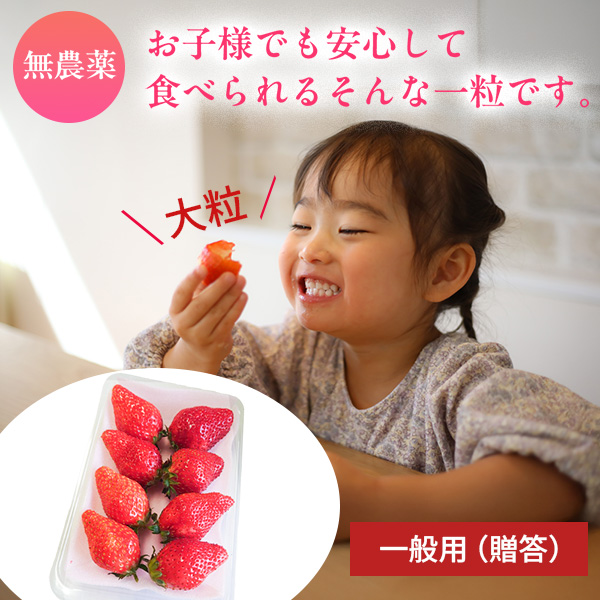 農薬不使用自然栽培 とちおとめ250～300ｇ×２パック 送料込 一般用（贈答）