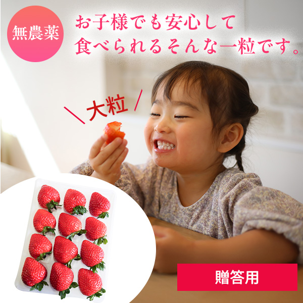 農薬不使用自然栽培 とちおとめ500～600ｇ×1パック 送料込（贈答用）