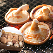 純国産菌床しいたけ 無農薬栽培 アグリバンク 栃木県産  約500g 送料無料