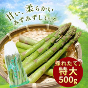 【期間限定5月25日(月)17時まで】北海道の大地が育てた極太アスパラ500g　千葉農園【送料込】