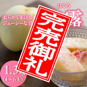 【200箱限定！柔らかい桃】【8/25 17時まで】犬塚白桃農園　白露（はくろ）  1.3kg（4~6玉入り）クール便