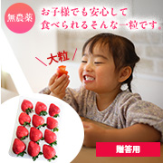 農薬不使用自然栽培 とちおとめ500~600g×1パック 送料込(贈答用)